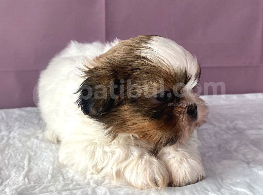 0 Numr Shihtzu Kızımız görsel