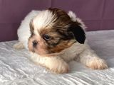 0 Numr Shihtzu Kızımız