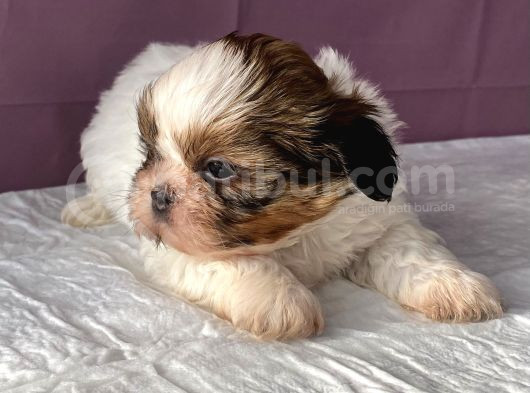 0 Numr Shihtzu Kızımız görsel