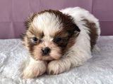 0 Numr Shihtzu Kızımız