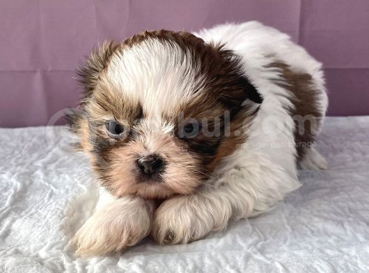 0 Numr Shihtzu Kızımız görsel