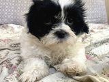 0 Numr Shih-Poo Bebeklerim
