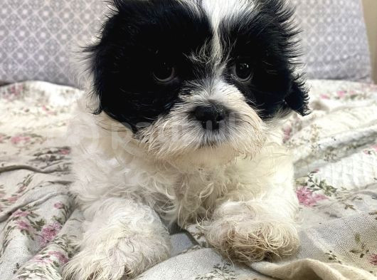 0 Numr Shih-Poo Bebeklerim görsel