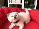 Sıfır Kulak Scottish Fold Yavrular