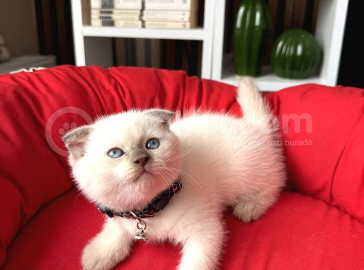 Sıfır Kulak Scottish Fold Yavrular görsel