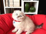 Sıfır Kulak Scottish Fold Yavrular