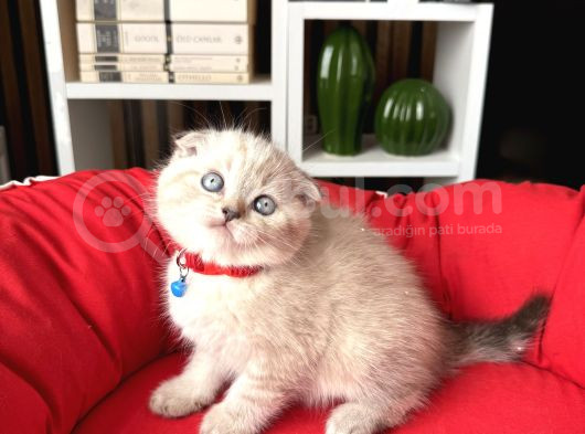 Sıfır Kulak Scottish Fold Yavrular görsel