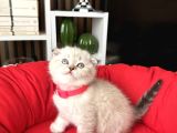 Sıfır Kulak Scottish Fold Yavrular