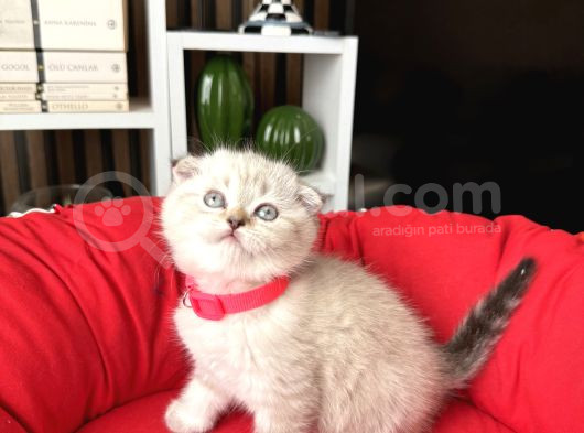 Sıfır Kulak Scottish Fold Yavrular görsel