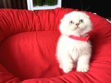 Sıfır kulak Scottish Fold Yavrular