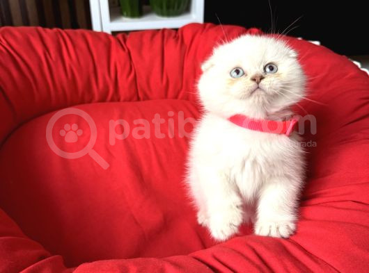 Sıfır Kulak Scottish Fold Yavrular