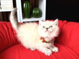 Safkan British Shorthair Lynx Point Ve Silver Point