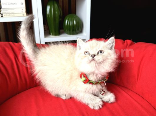 Safkan British Shorthair Lynx Point Ve Silver Point görsel