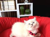 Safkan British Shorthair Lynx Point ve Silver Point