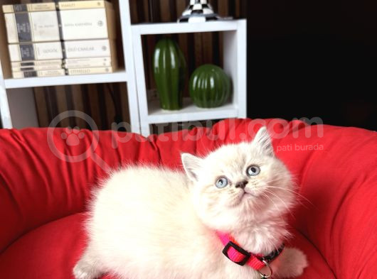 Safkan British Shorthair Lynx Point Ve Silver Point