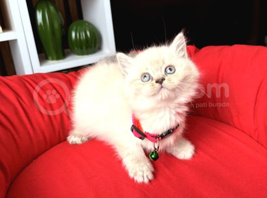 Safkan British Shorthair Lynx Point Ve Silver Point görsel