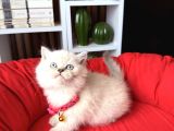 Safkan British Shorthair Lynx Point Ve Silver Point