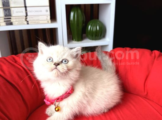 Safkan British Shorthair Lynx Point Ve Silver Point görsel