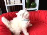 Safkan British Shorthair Lynx Point Ve Silver Point
