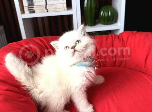 Safkan British Shorthair Lynx Point Ve Silver Point görsel