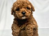 Red Braw Kıpkırmızı Ev Üretimi Tooy Poodle