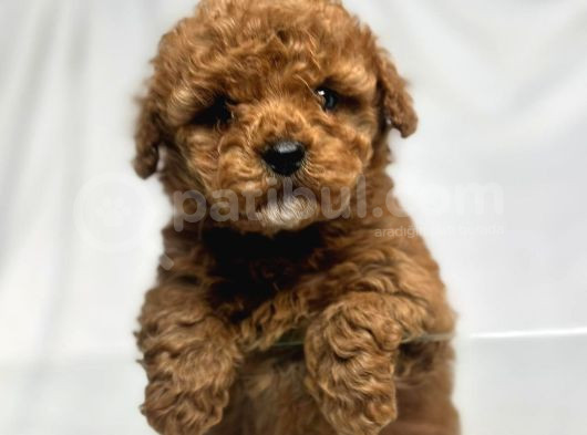 Red Braw Kıpkırmızı Ev Üretimi Tooy Poodle görsel