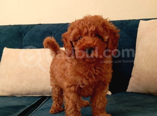 Red Braw Kıpkırmızı Ev Üretimi Tooy Poodle