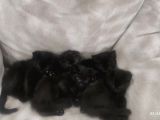 BABA SCOTTISH FOLD ANNE SİYAM -ERKEK VE DİŞİ YAVRULAR