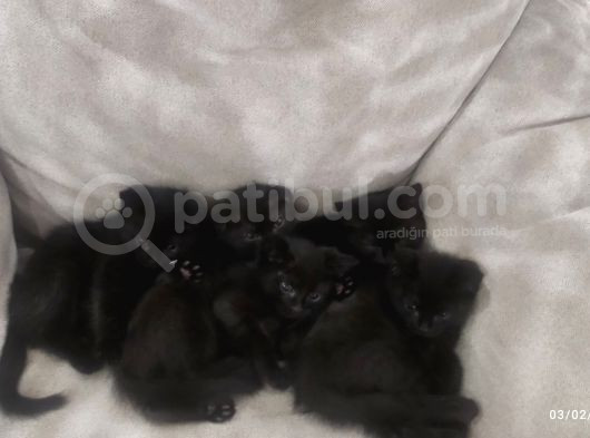 Baba Scottish Fold Anne Si̇yam -Erkek Ve Di̇şi̇ Yavrular