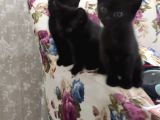 Baba Scottish Fold Anne Si̇yam -Erkek Ve Di̇şi̇ Yavrular