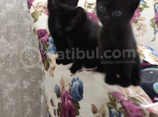 Baba Scottish Fold Anne Si̇yam -Erkek Ve Di̇şi̇ Yavrular görsel