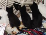 Baba Scottish Fold Anne Si̇yam -Erkek Ve Di̇şi̇ Yavrular