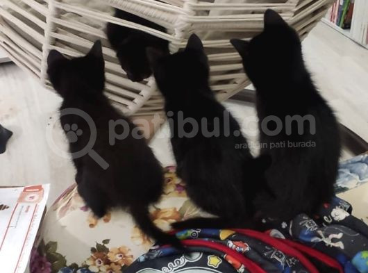 Baba Scottish Fold Anne Si̇yam -Erkek Ve Di̇şi̇ Yavrular görsel