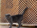 Baba Scottish Fold Anne Si̇yam -Erkek Ve Di̇şi̇ Yavrular