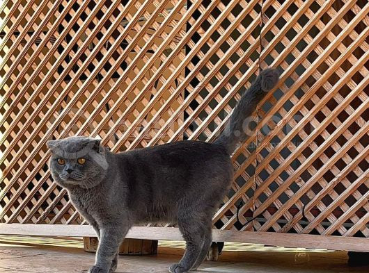 Baba Scottish Fold Anne Si̇yam -Erkek Ve Di̇şi̇ Yavrular görsel