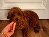 12 aylık aşılı dişi poodle