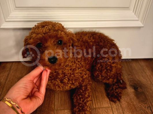 12 Aylık Aşılı Dişi Poodle