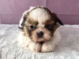 0 Numr shihtzu kızımız