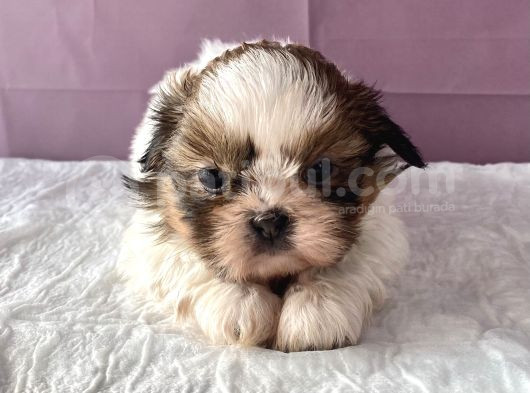 0 Numr Shihtzu Kızımız