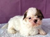 0 numara yakışıklı shihtzu
