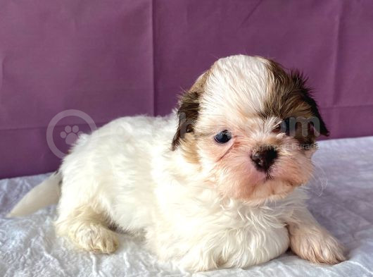 0 Numara Yakışıklı Shihtzu