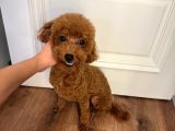 Dünya güzeli Poodle İle güzel gülüşler