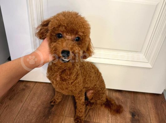 Dünya Güzeli Poodle İle Güzel Gülüşler
