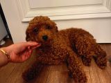 12 Aylık Aşılı Dişi Poodle