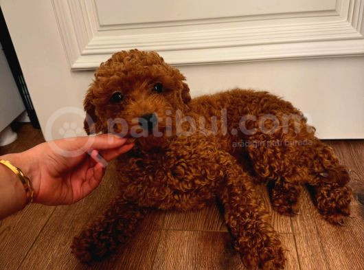 12 Aylık Aşılı Dişi Poodle görsel