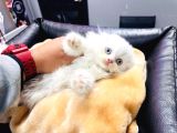 Sifir Kulak Kar Beyazi Exoti̇c Mavi̇göz Scotti̇sh Yavrumuz