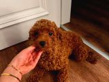 12 Aylık Aşılı Dişi Poodle