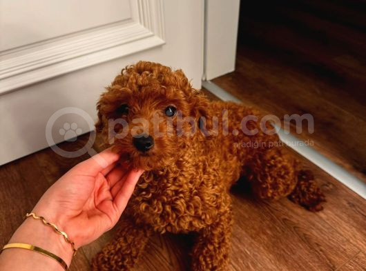 12 Aylık Aşılı Dişi Poodle görsel