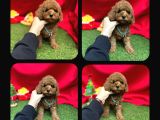 Toy Poodle Erkek Orjinal Renk Dünya Tatlısı