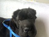Sharpei